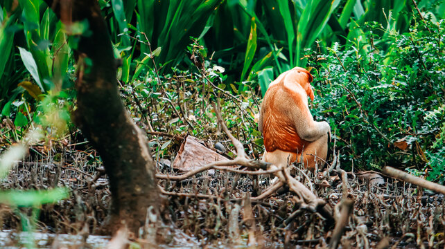 Back view of a male proboscis monkey (Nasalis larvatus) sitting in a mangrove swamp, Borneo.