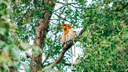 A proboscis monkey (Nasalis larvatus) perched high in a tree in a dense jungle canopy, Borneo. © Kholis