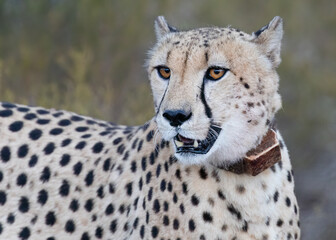 Fototapeta premium Cheetah seen in wild South Africa close up of face and orange eyes black lines markings wears tracking collar 