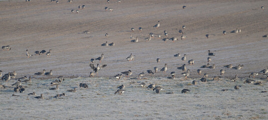 Stado gęgaw (Anser anser), dzikie gęsi siedzące, szukające jedzenia, żerujące na łące © Joanna