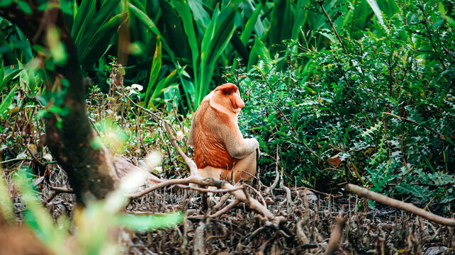 Male proboscis monkey looking back at the camera in its natural habitat, South Kalimantan, Indonesia.
