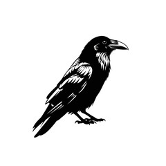 Fototapeta premium Detailed Black Raven Illustration on White Background.