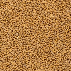 Fototapeta premium A dense, uniform texture created by dried golden wheat kernels filling the entire frame, ideal for use as a natural rustic food background, natural, organic, rustic
