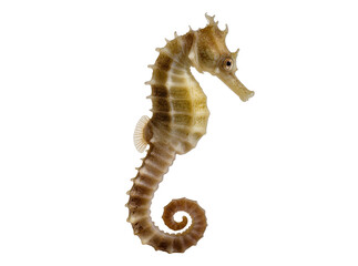 Detailed close-up of a beautiful brown seahorse with a curled tail, gracefully captured isolated on transparent background, marine life PNG for aquatic designs © Francisco