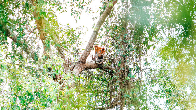 Close-up of two proboscis monkeys (Nasalis larvatus) embracing on a tree branch in a rainforest, Borneo.