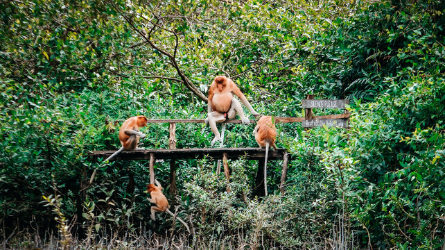 Group of proboscis monkeys (Nasalis larvatus) on a wooden platform in a mangrove forest, South Kalimantan, Indonesia.