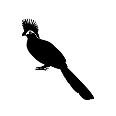 Fototapeta premium Silhouette of a Crested Coua Bird, Isolated on White.
