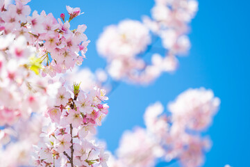Fototapeta premium cherry blossom sakura in spring season on blue sky background