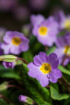close-up of primrose flowers on a blurred natural background