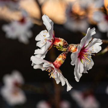 Close-up of three cherry blossoms against a background of other blossoms and an orange sky at sunset