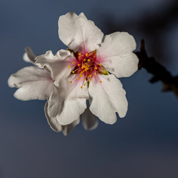 Close-up of cherry blossom on a dark twig against a dark sky background