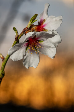 Close-up of cherry blossoms against a backdrop of an orange sky at sunset