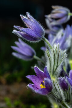 close-up of spring flowers of the coneflower on a blurred natural background