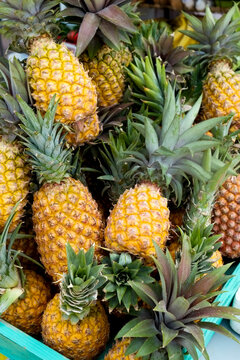 Antigua,West Indies.Local, sweet pinapples at farm stand.