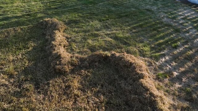 Result of lawn raking and loosening in spring. Piles of dry dead grass from lawn after winter