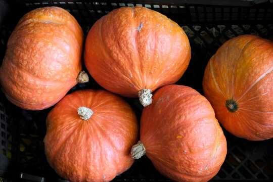 Lisbon, Portugal. Orange pumpkins close up autumn harvest seasonal produce