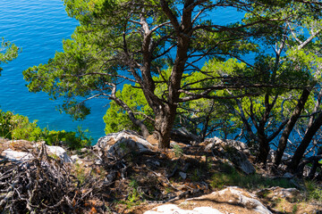 Fototapeta premium Mediterranean Pine Trees on Rocky Coastal Cliff With Deep Blue Sea View