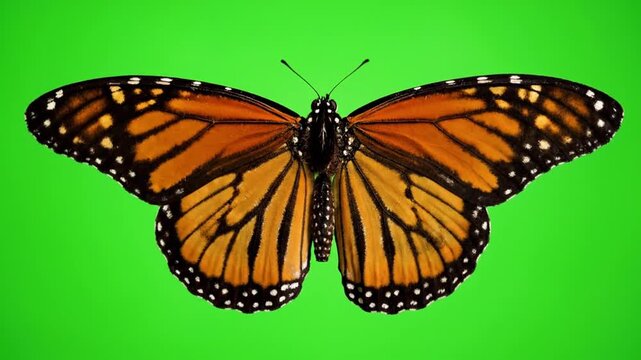 Monarch butterfly with orange and black wings on green backdrop. Suitable for nature, wildlife, insect, and environmentalrelated design projects.