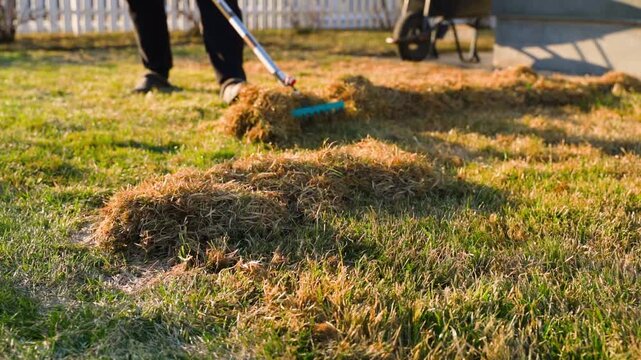 Lawn grass raking process with rake. Spring lawn care