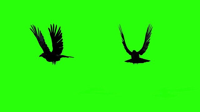 vector illustration of an eagle or crow flying or raven crow green screen or chroma key video art animation