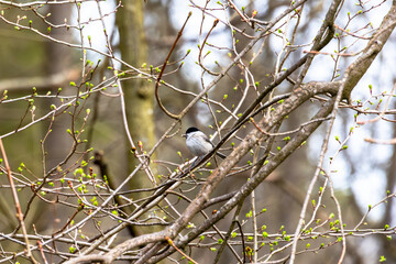 Obraz premium Marsh Tit Perched on Thin Branch Among Fresh Spring Buds