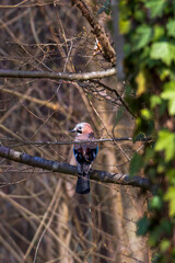 Fototapeta premium Eurasian Jay Perched on Branch in Woodland with Ivy Background