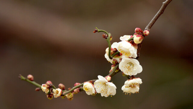 buds of a cherry tree