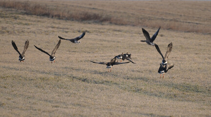 Stado gęgaw (Anser anser), dzikie gęsi wznoszące się do lotu, na łące © Joanna