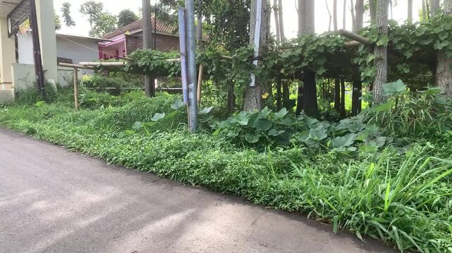 rural environment landscape countryside indonesian village west java village life tropical rural