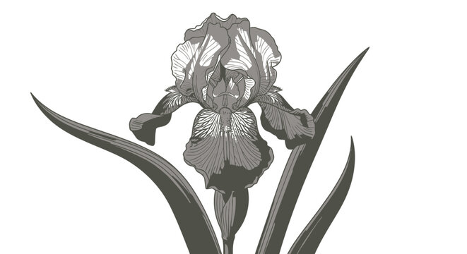 Gray iris flower, black and white iris, floral vector, botanical illustration, flower icon