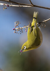 blue tit on branch © Bai