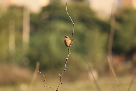 Siberian Stonechat Female