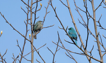 blue tit perched on a branch © Bai