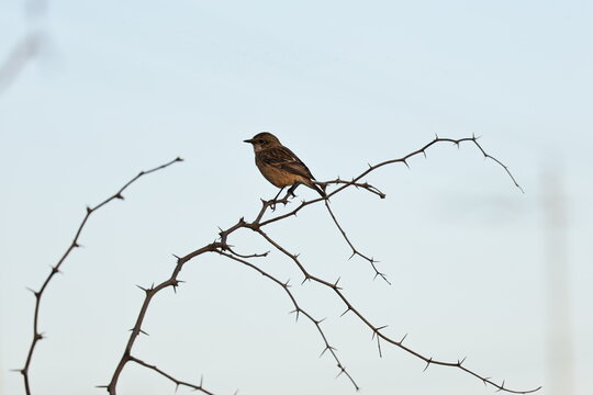 Siberian Stonechat Female