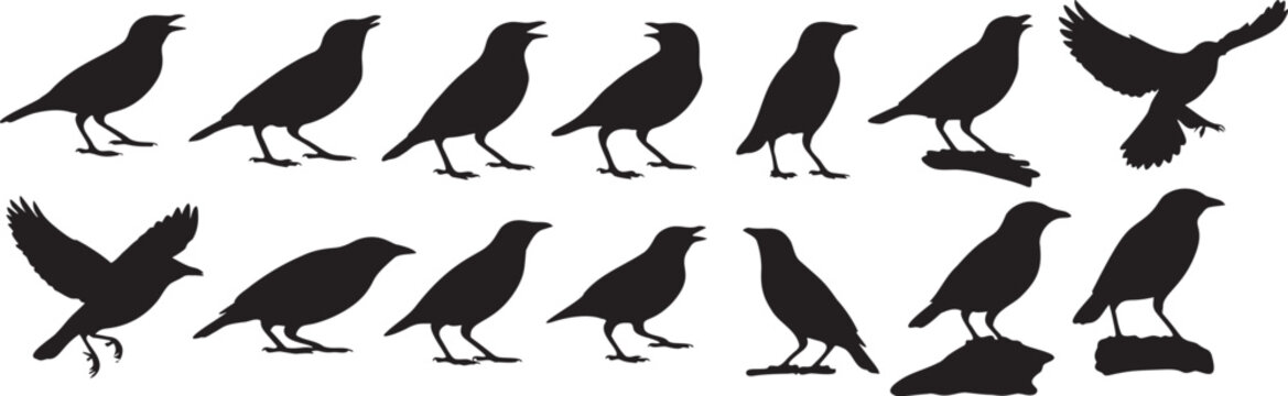 Black Drongo Bird Silhouette Icon Set - Vector Bird Poses Sheet.