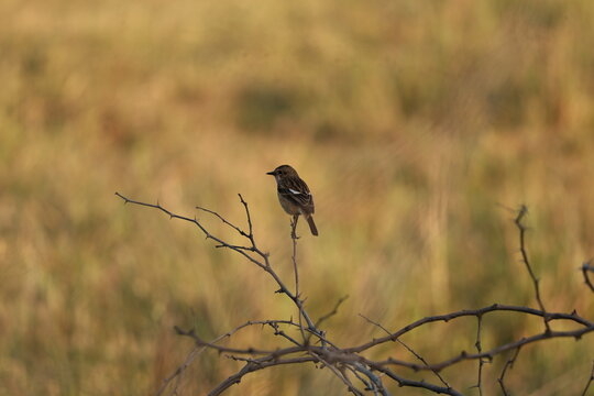 Siberian Stonechat Female