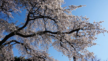 Obraz premium The Weeping Sakura in Spring, Japan