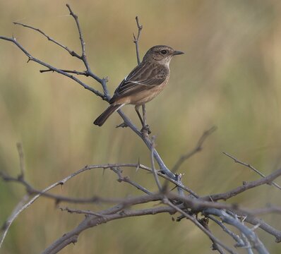 Siberian Stonechat Female