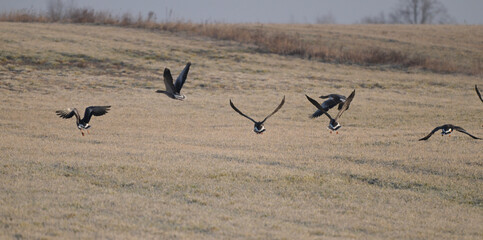 Stado gęgaw (Anser anser), dzikie gęsi wznoszące się do lotu, na łące © Joanna