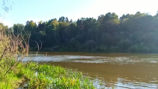 A gentle bank of a beautiful river with bushes and reeds along the water's edge on a sunny summer evening. The Inya River, Siberia, Russia.