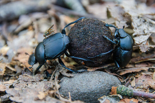 scarab beetles rolling a piece of scat