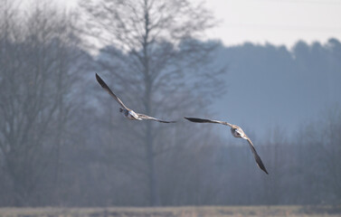 Dwie gęgawy (Anser anser), dzikie gęsi w locie nad mglistą łąką o poranku – dzika przyroda Polski. © Joanna