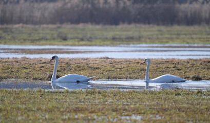 Para łabędzi niemych płynąca spokojnie po wodzie po roztopach, wczesną wiosną © Joanna