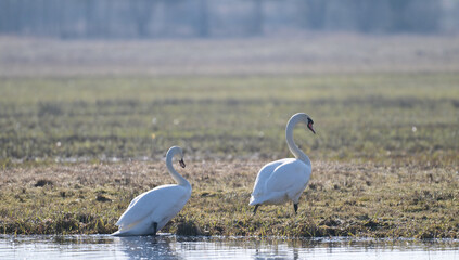 Para łabędzi niemych wychodzi z wody po roztopach na łące, wczesną wiosną © Joanna