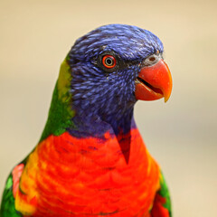 portret of a lorie © fotografie4you.eu