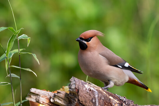 waxwing sitting on a tree