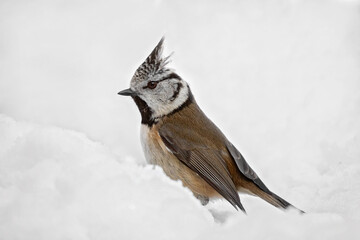 crested tit in the  sneeuw © fotografie4you.eu