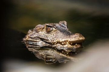 Fototapeta premium dwarf caiman