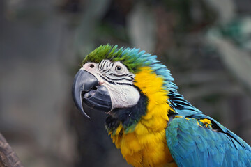 portret of blue gold macaw © fotografie4you.eu