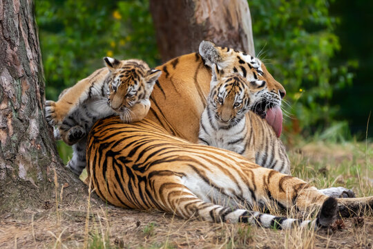 siberian tiber cub with his mom